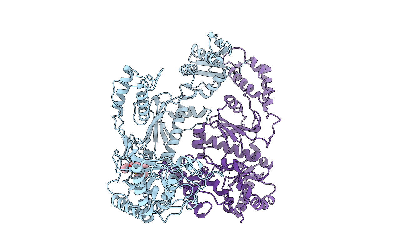 1C1C image