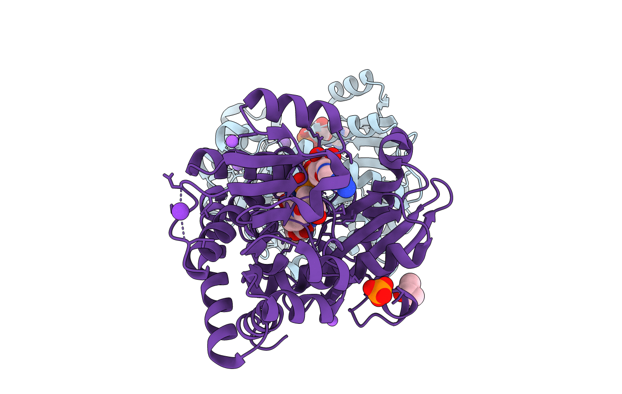 1C1D image