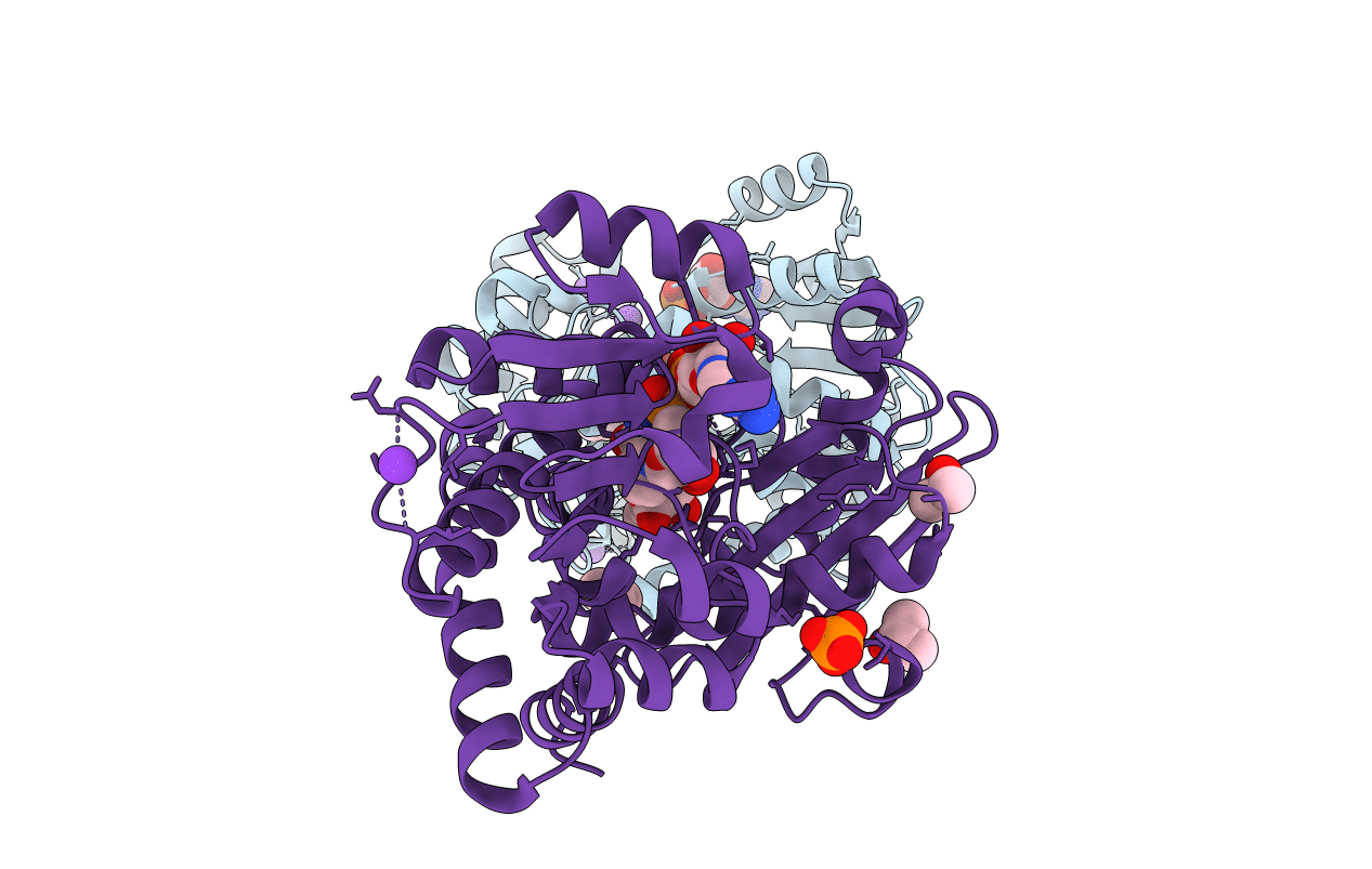 1C1X image