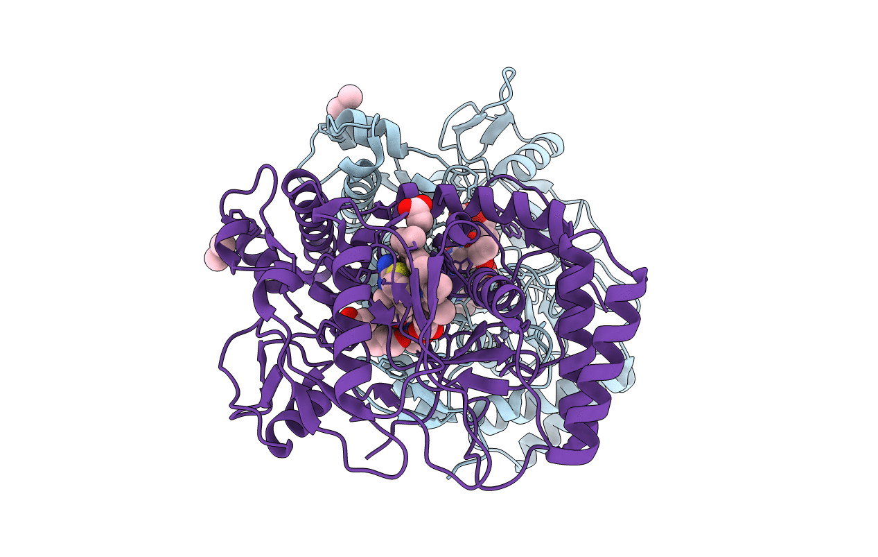 1D1V image