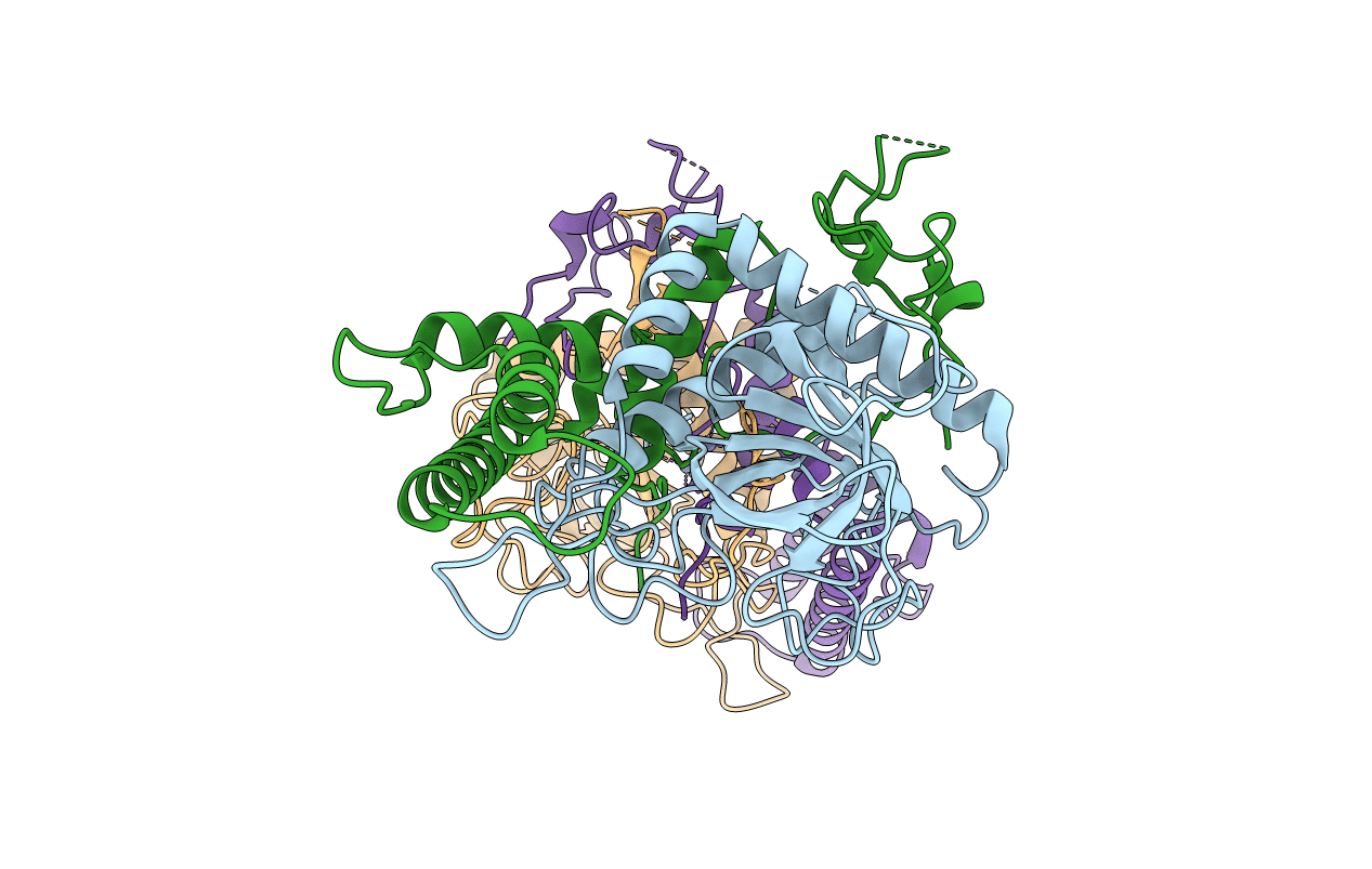 1E1H image
