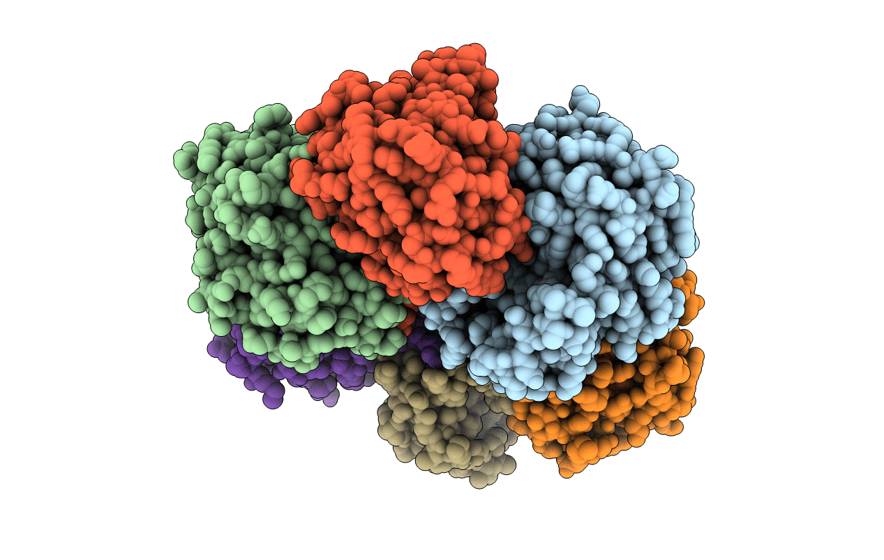 1ECP image