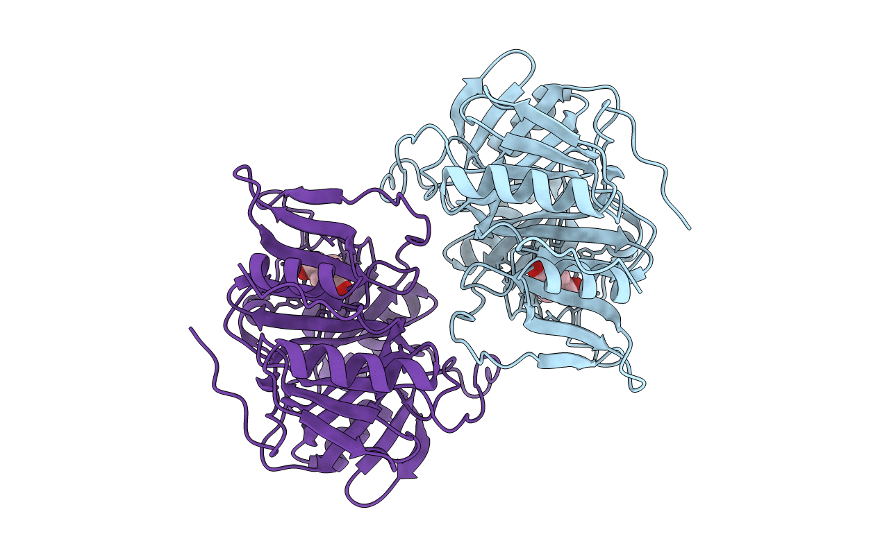 1F1V image
