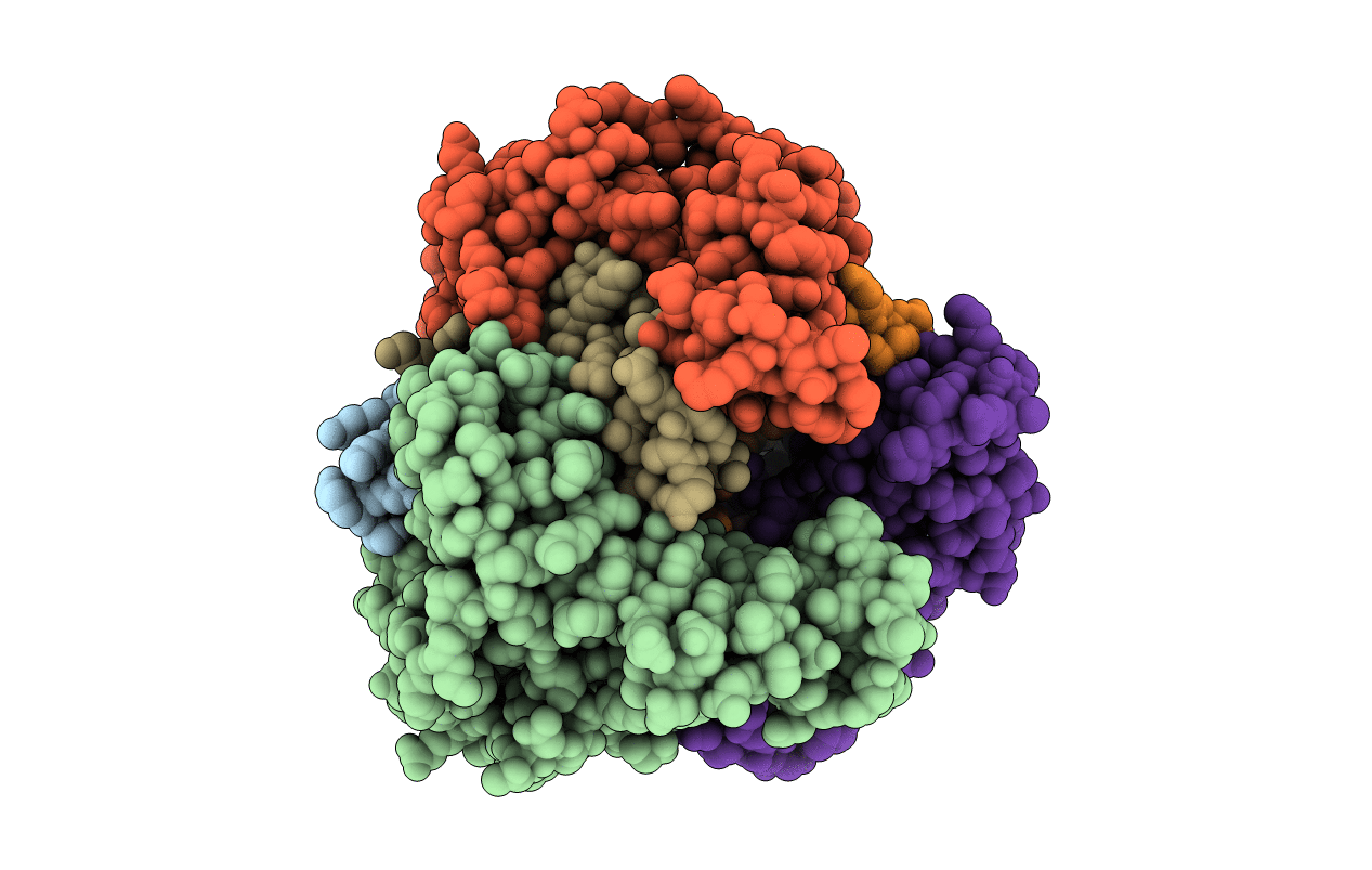 1IBV image