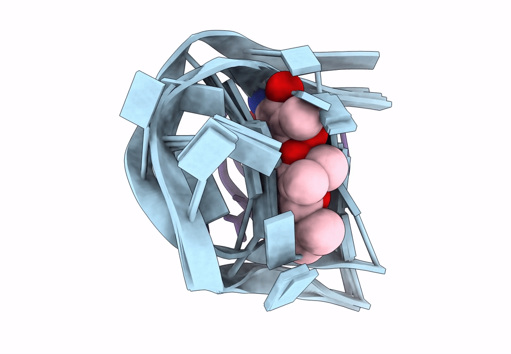 1L1V image