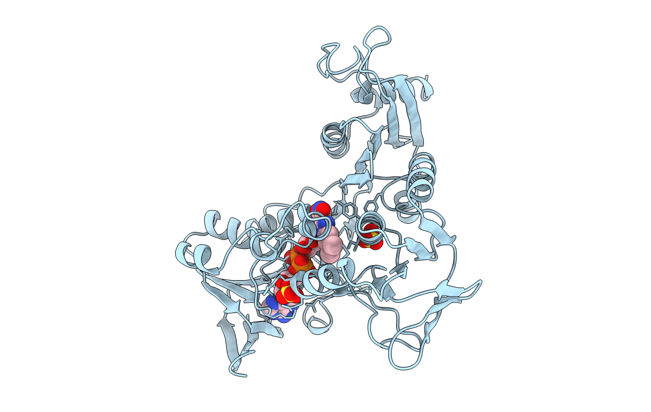 1NHP image
