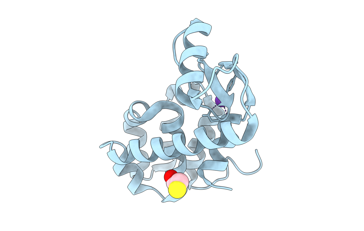 1P36 image