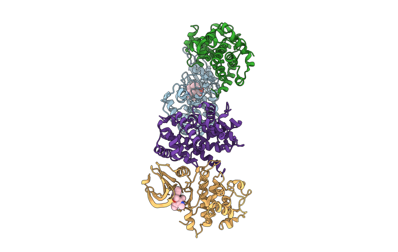 1PKD image