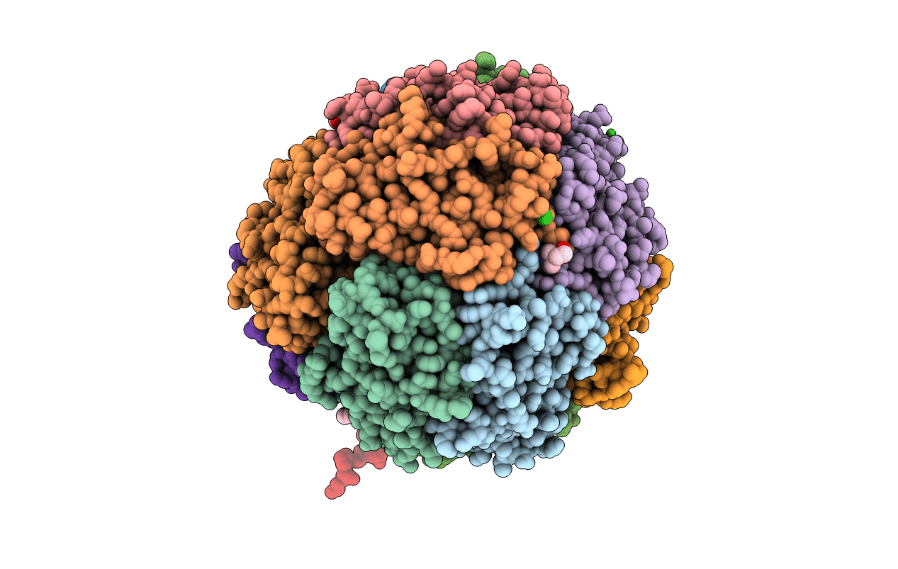 1UMN image