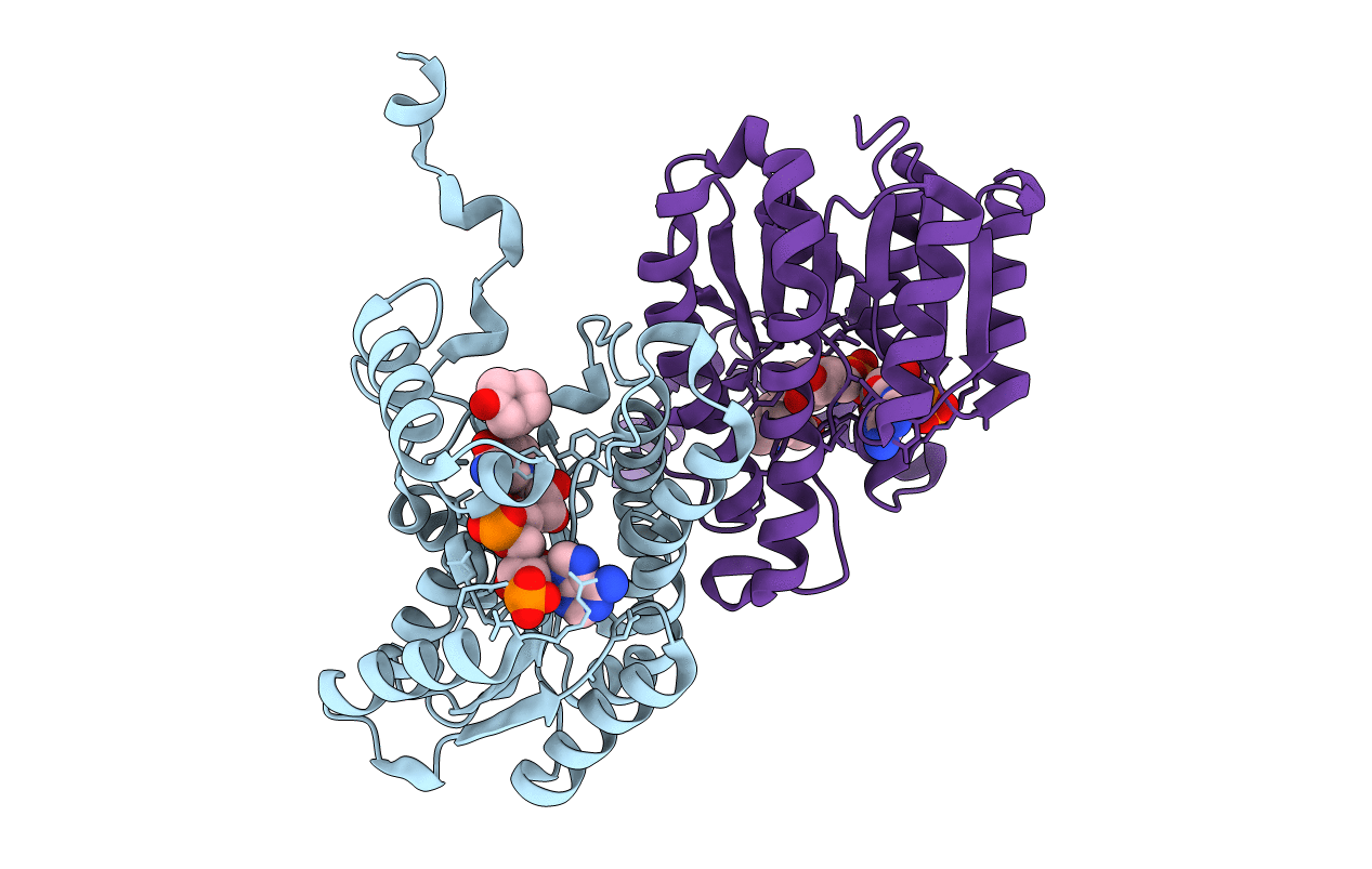 1XHL image
