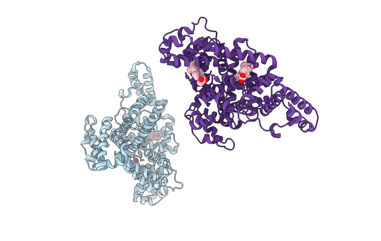 2BXG image