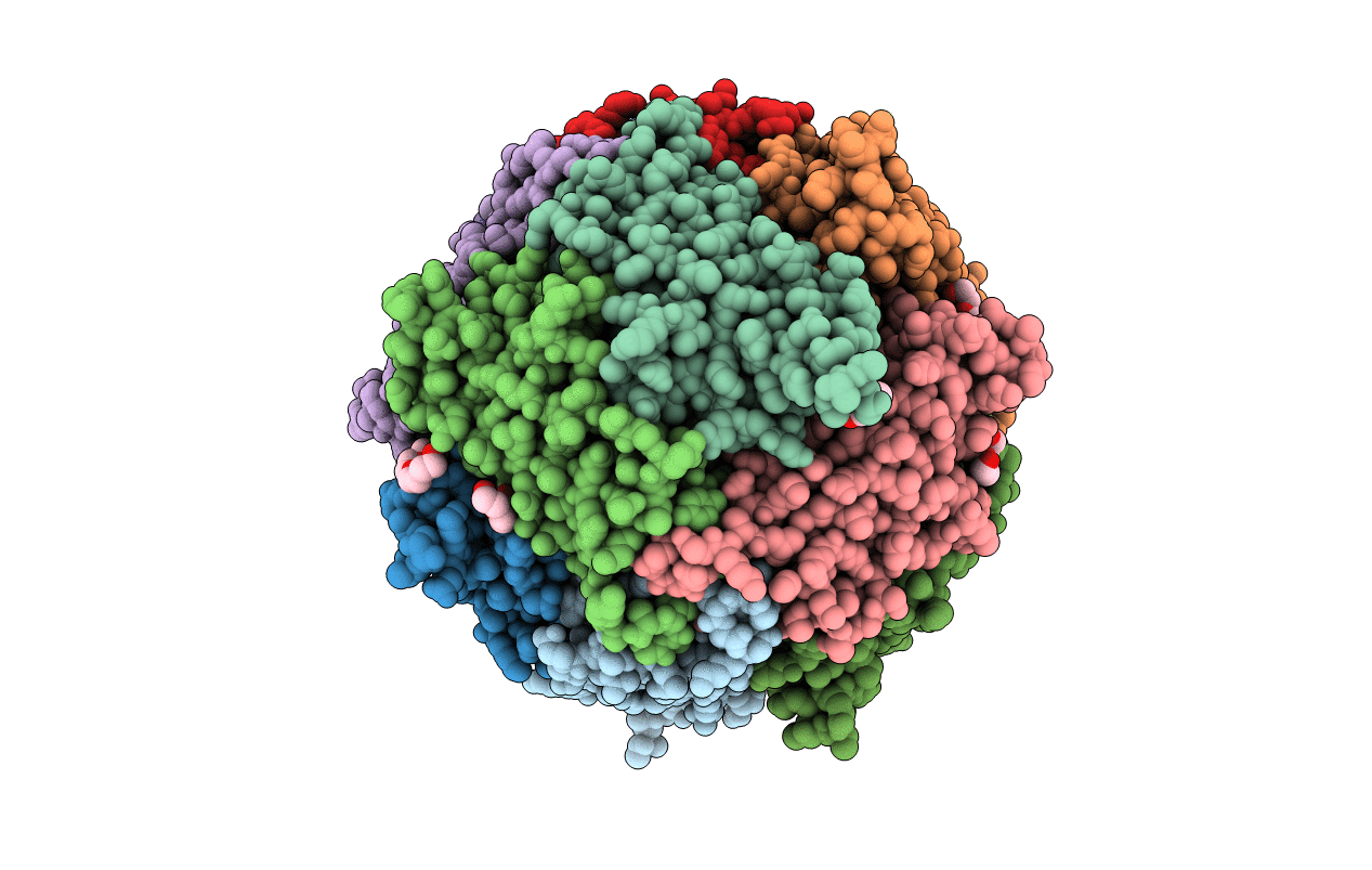 2C41 image