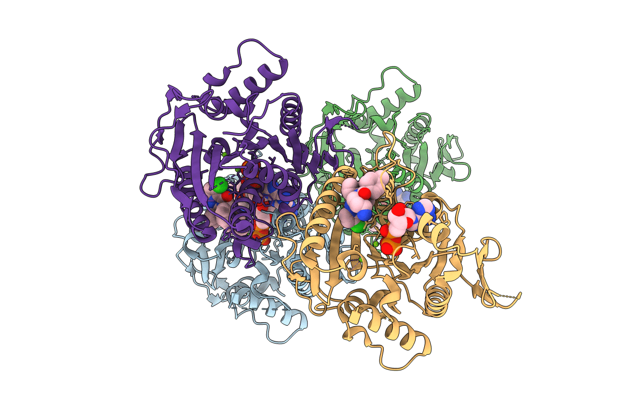 2GM1 image
