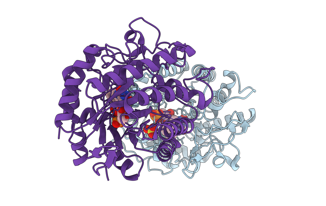 2HSA image