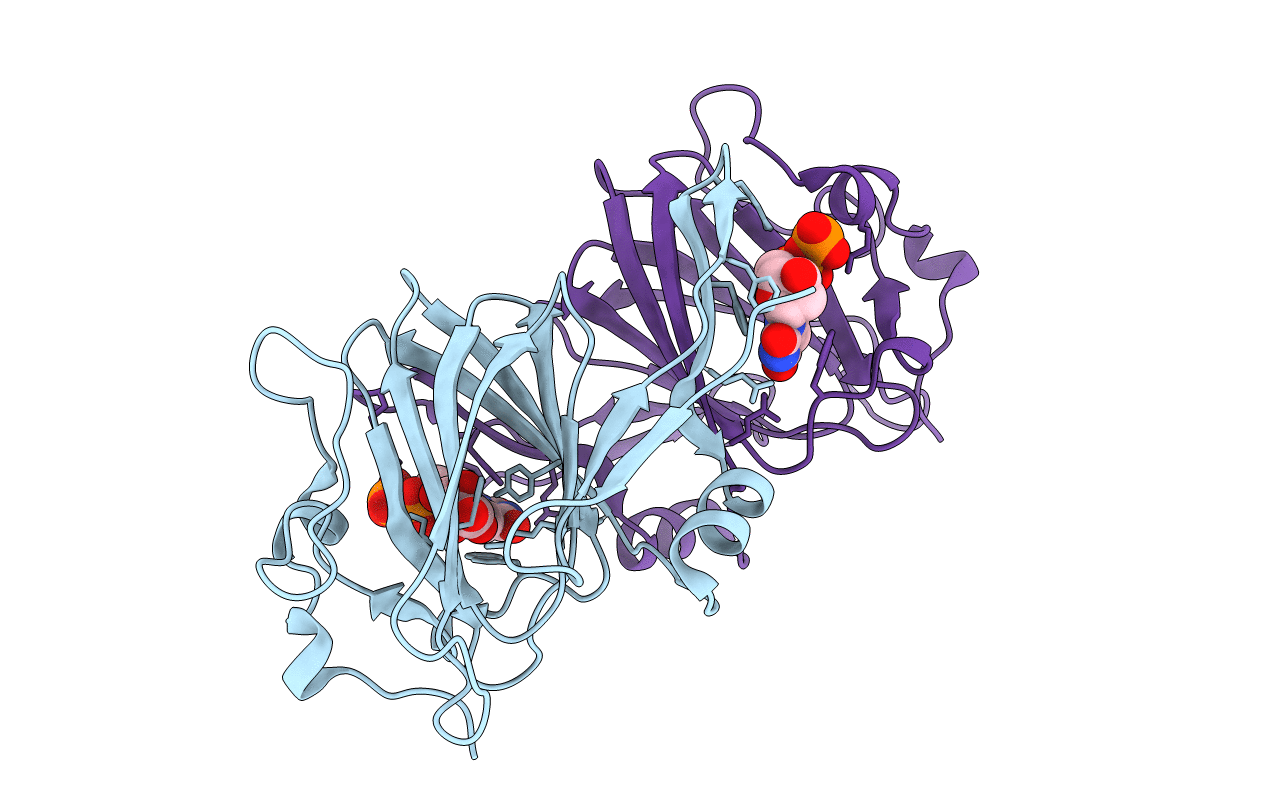 2IXI image