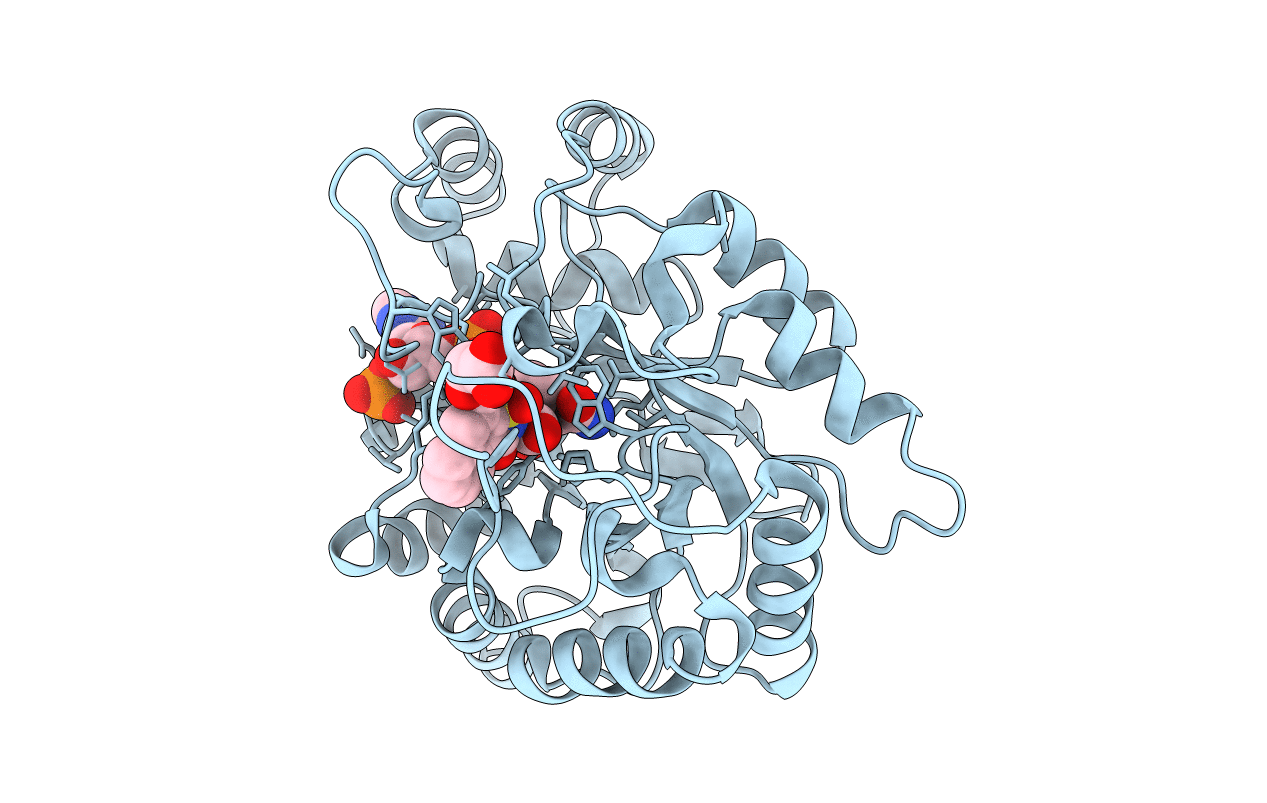 2NVC image