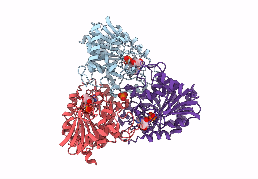 2P4S image