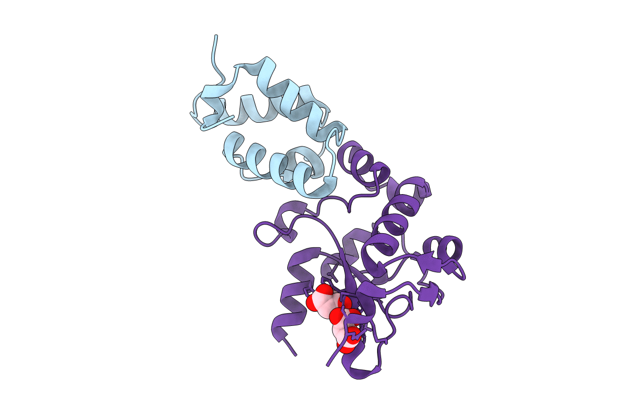 2VLP image