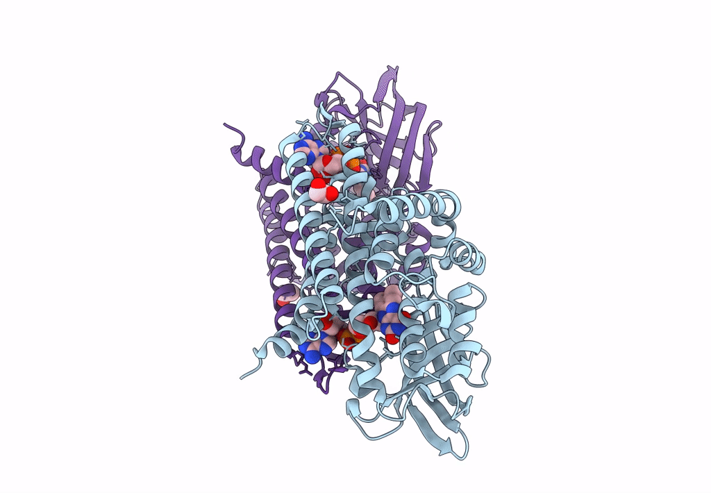 3P4T image
