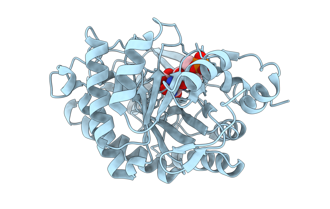 3P8I image