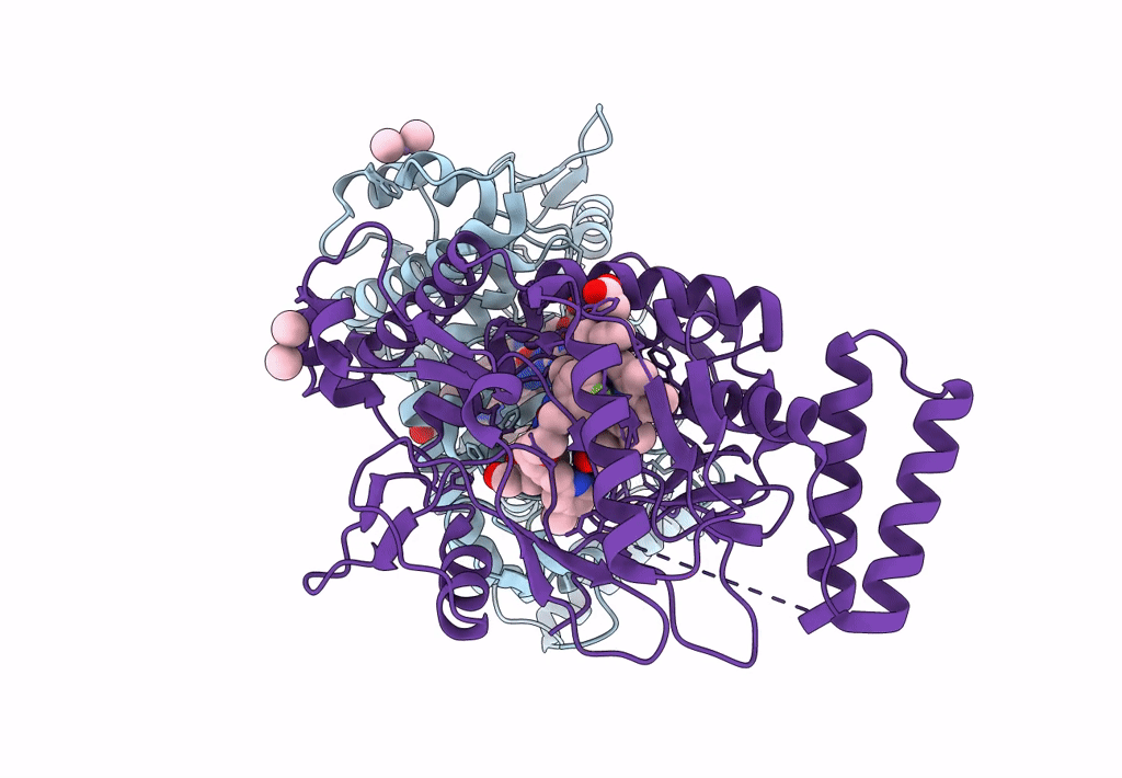 3PNH image