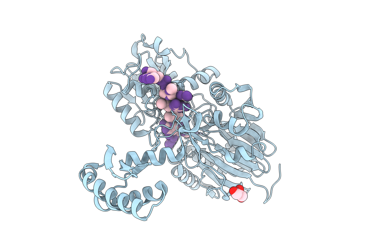3T3O image