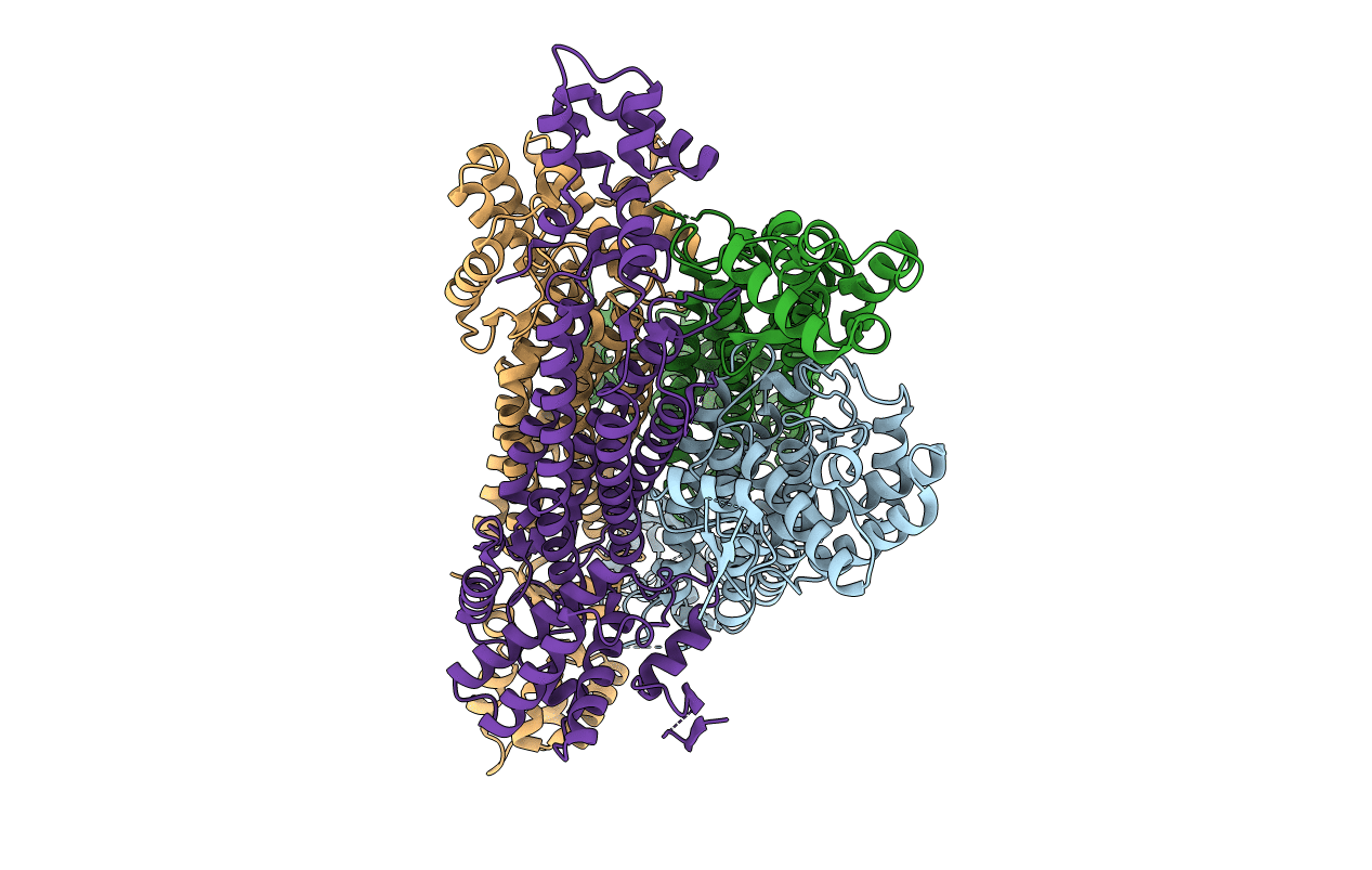4APA image