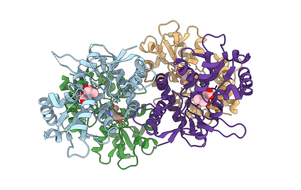 4BDM image