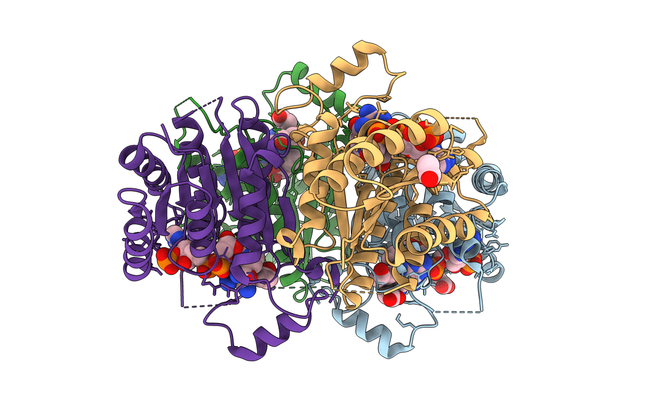 4CL8 image
