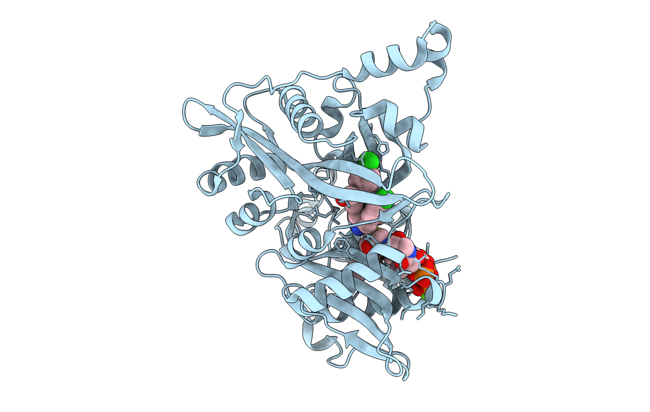 4CYN image