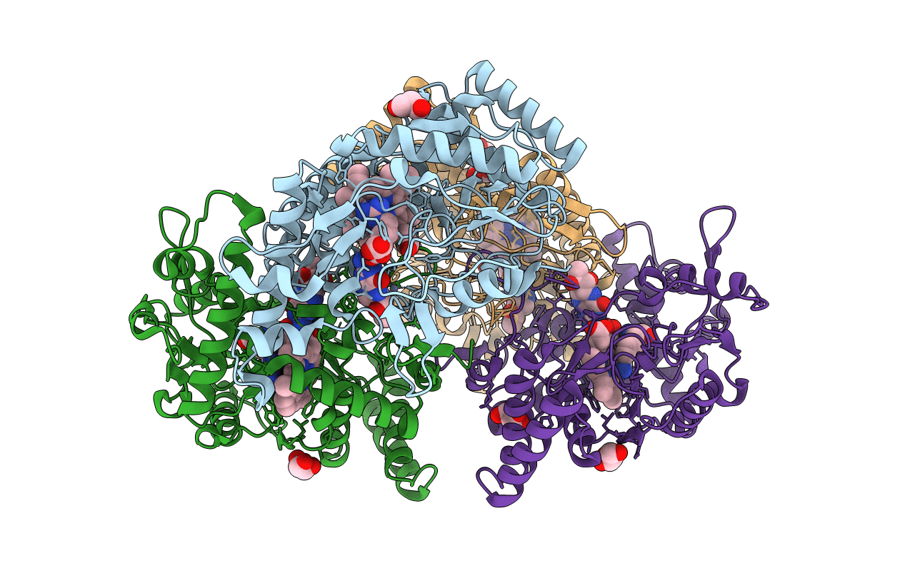 4D1N image