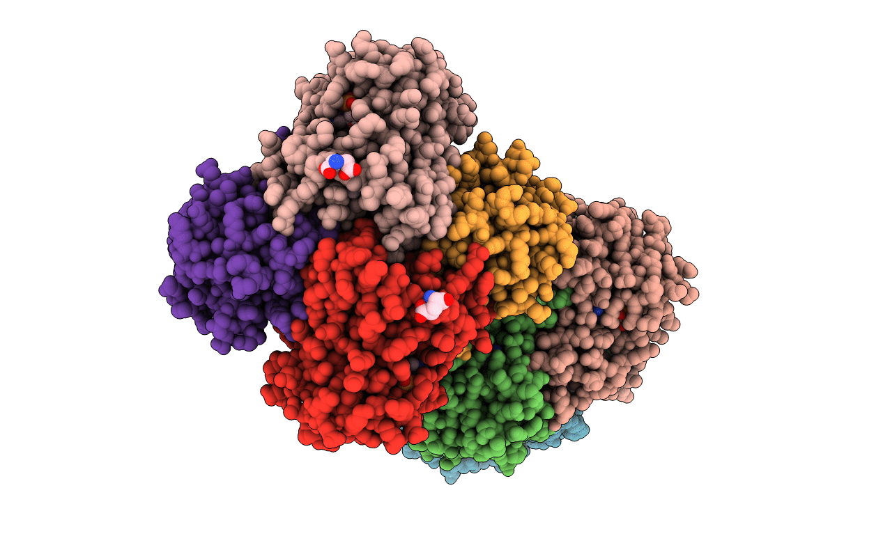 4D42 image