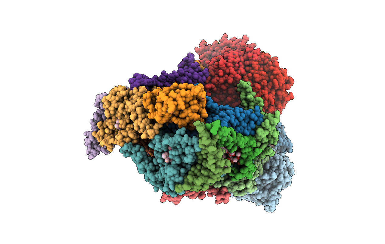 4D6T image