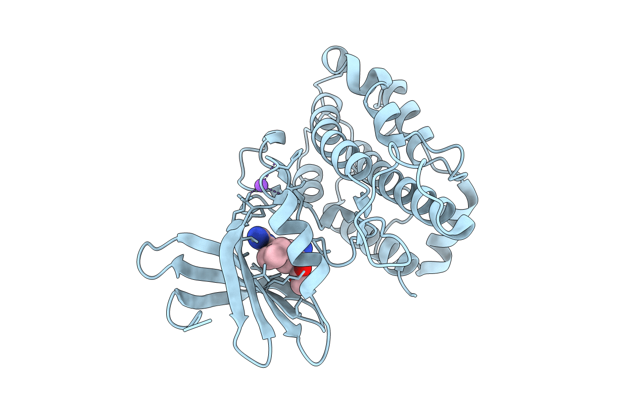 4D9T image