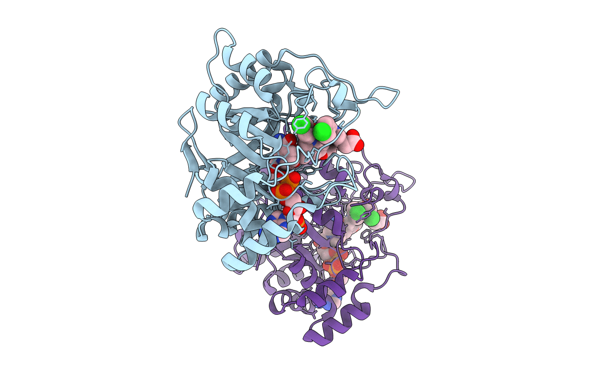 4DBW image