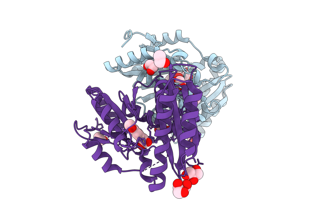 4DDH image