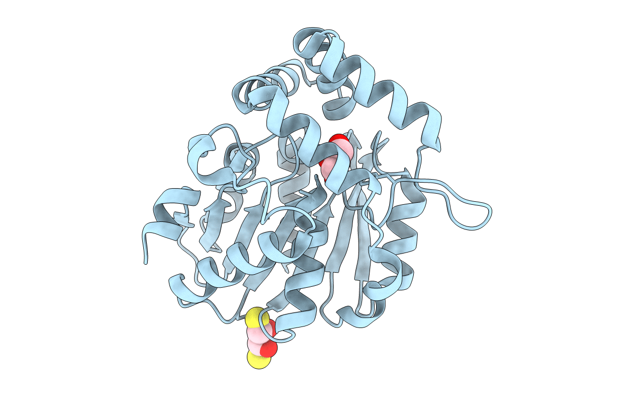 4DNP image