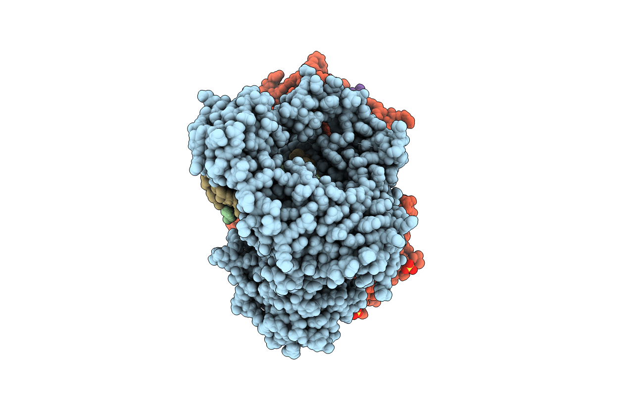 4DSF image