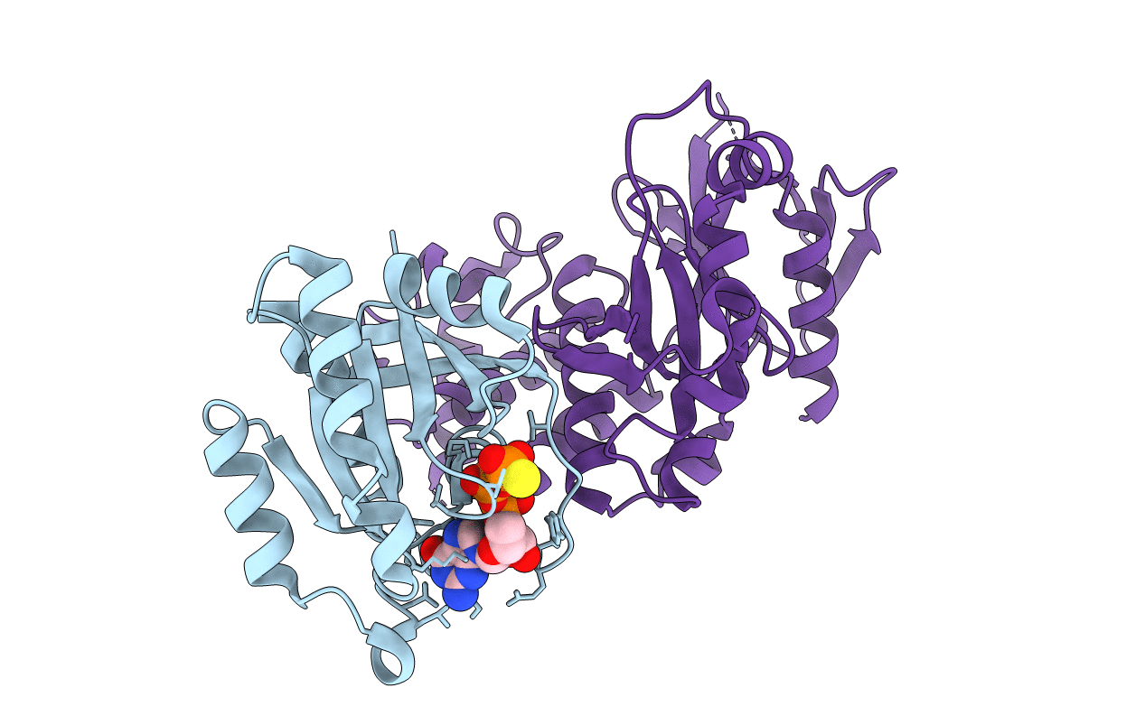 4DXA image