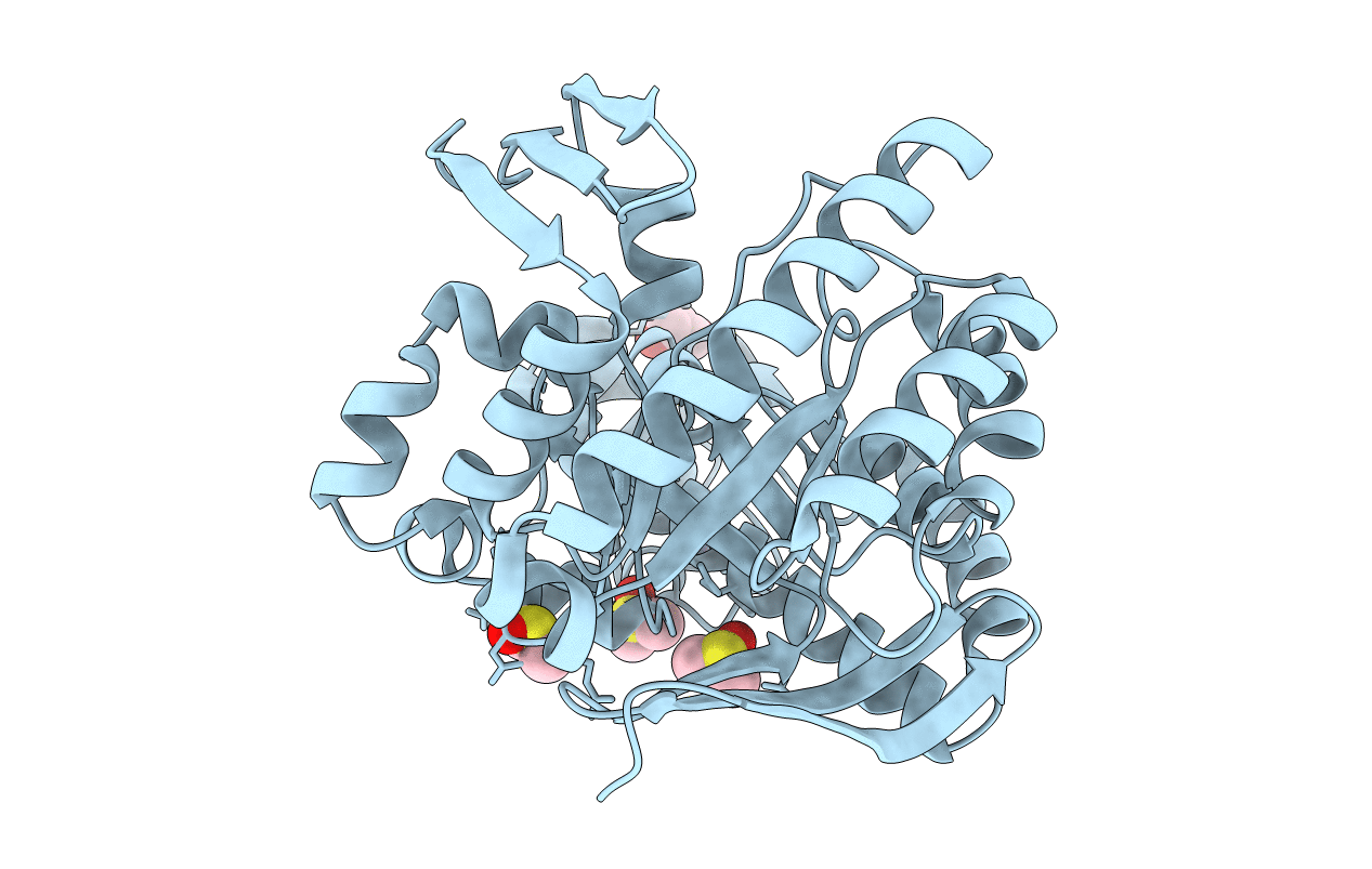 4DXX image