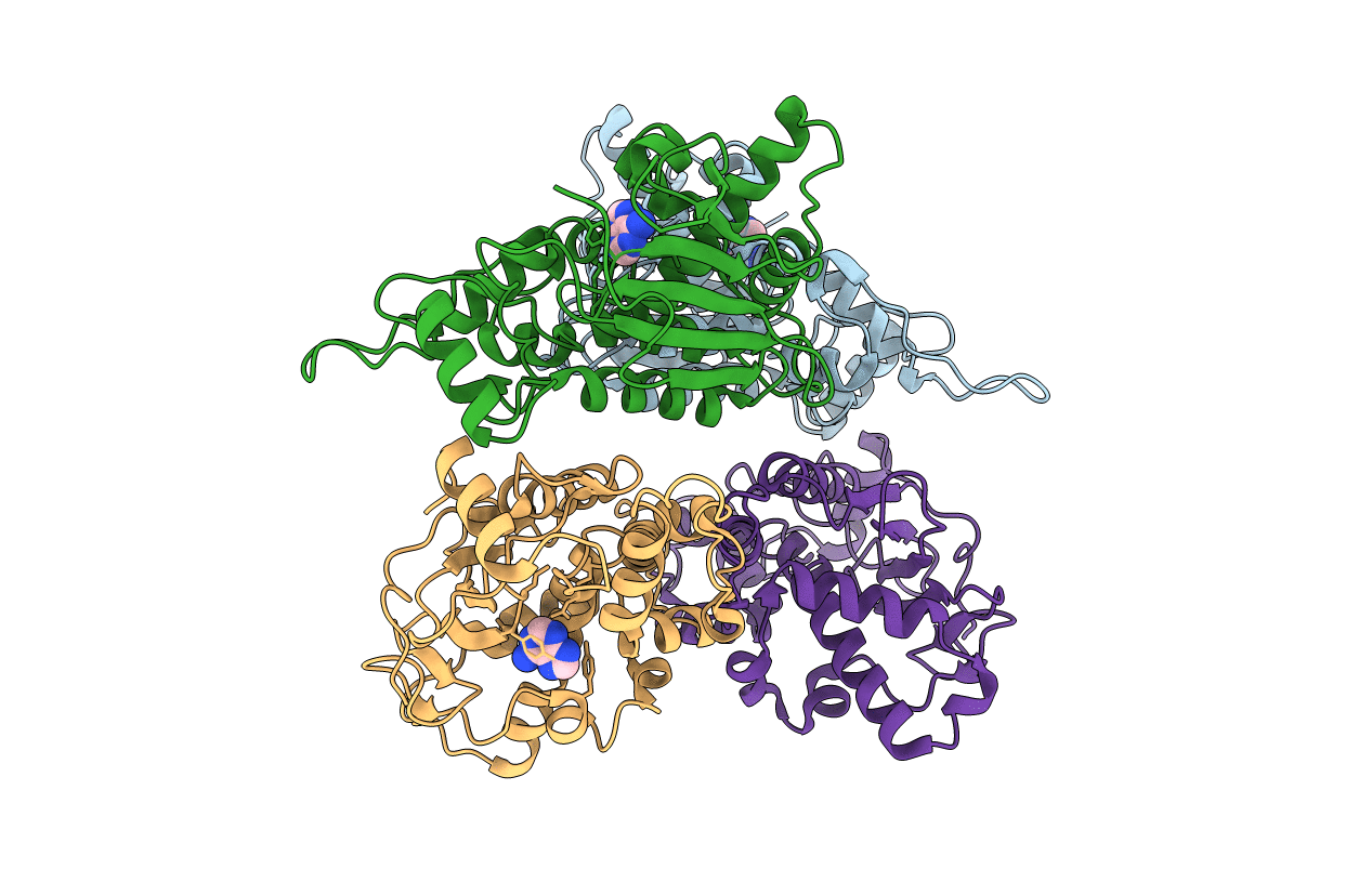 4FBB image