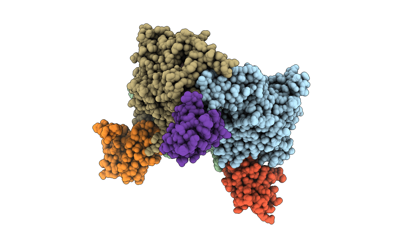 4NBB image