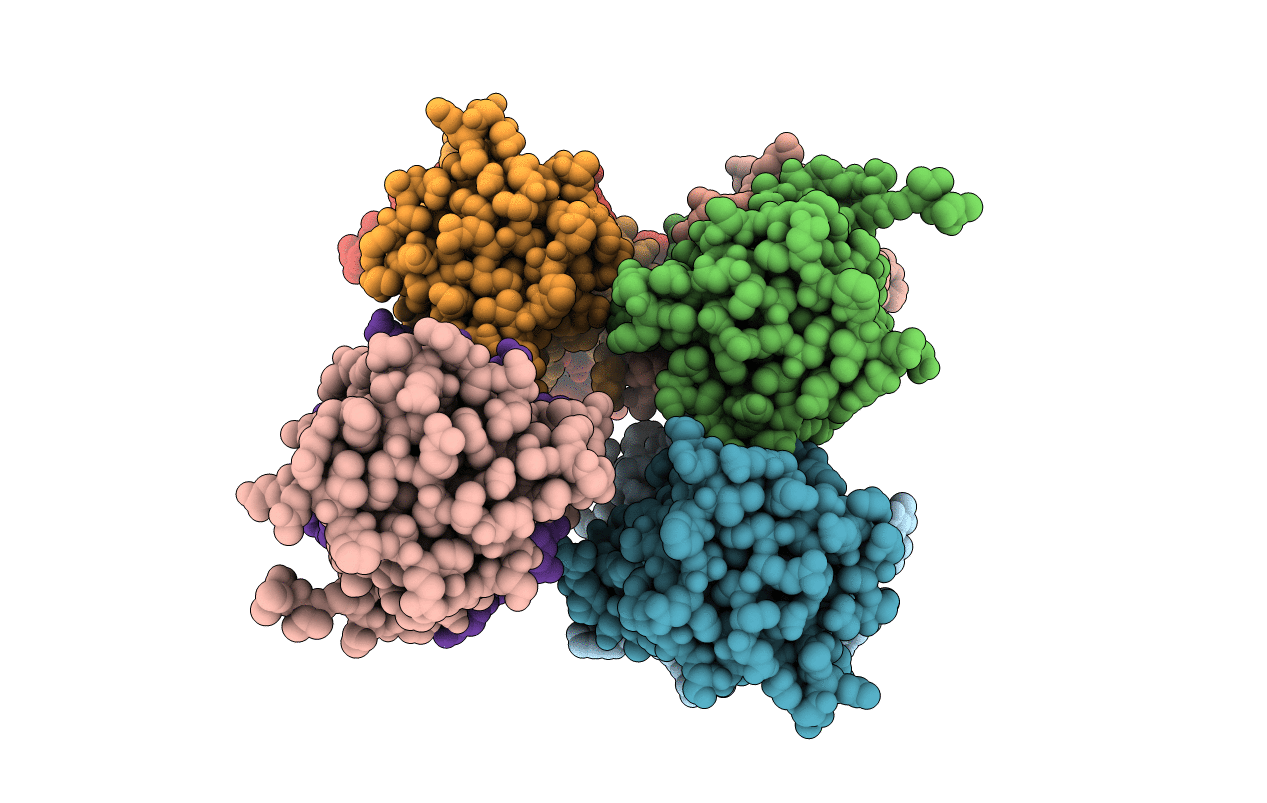 4NFX image