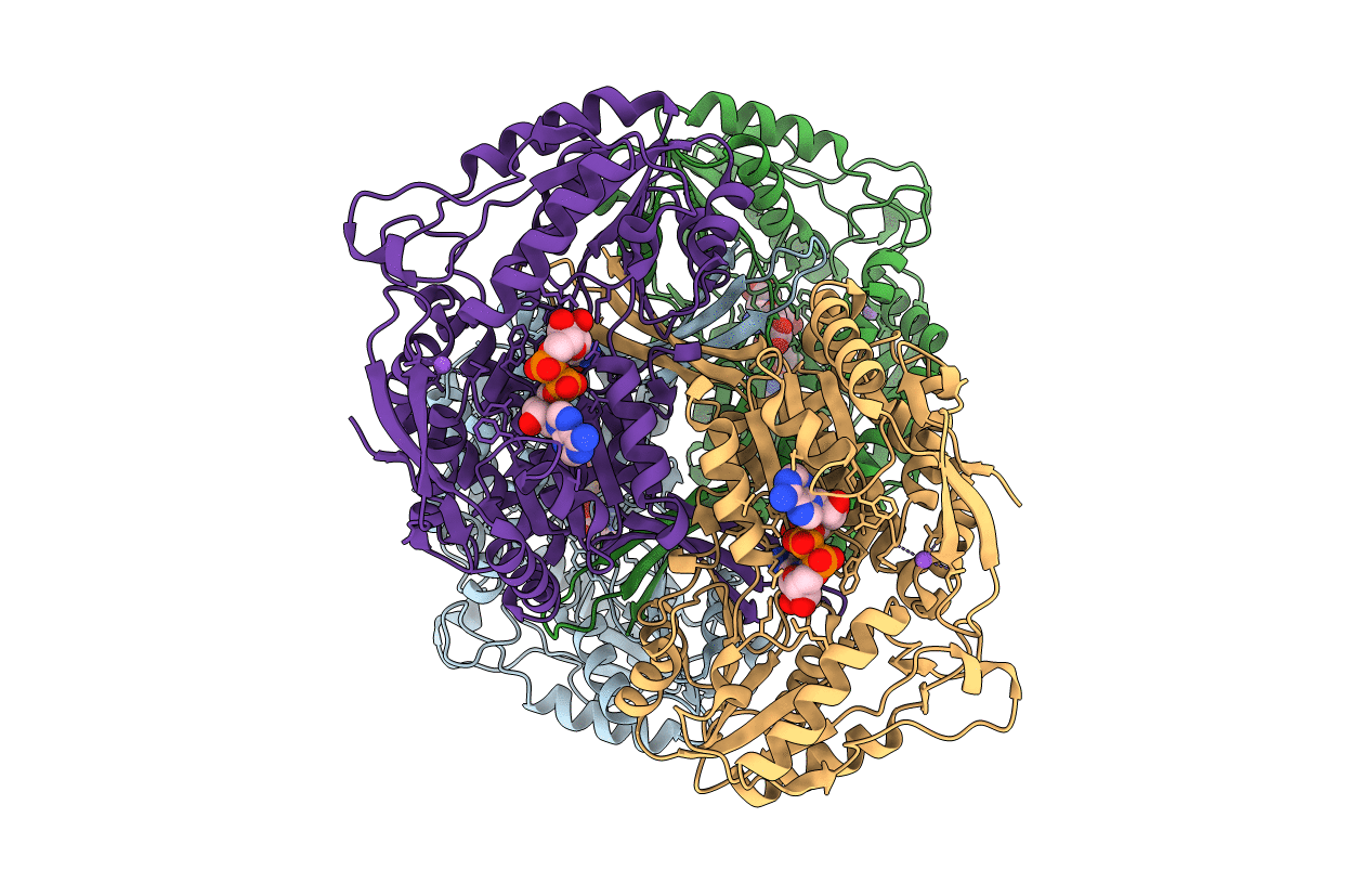 4NPI image