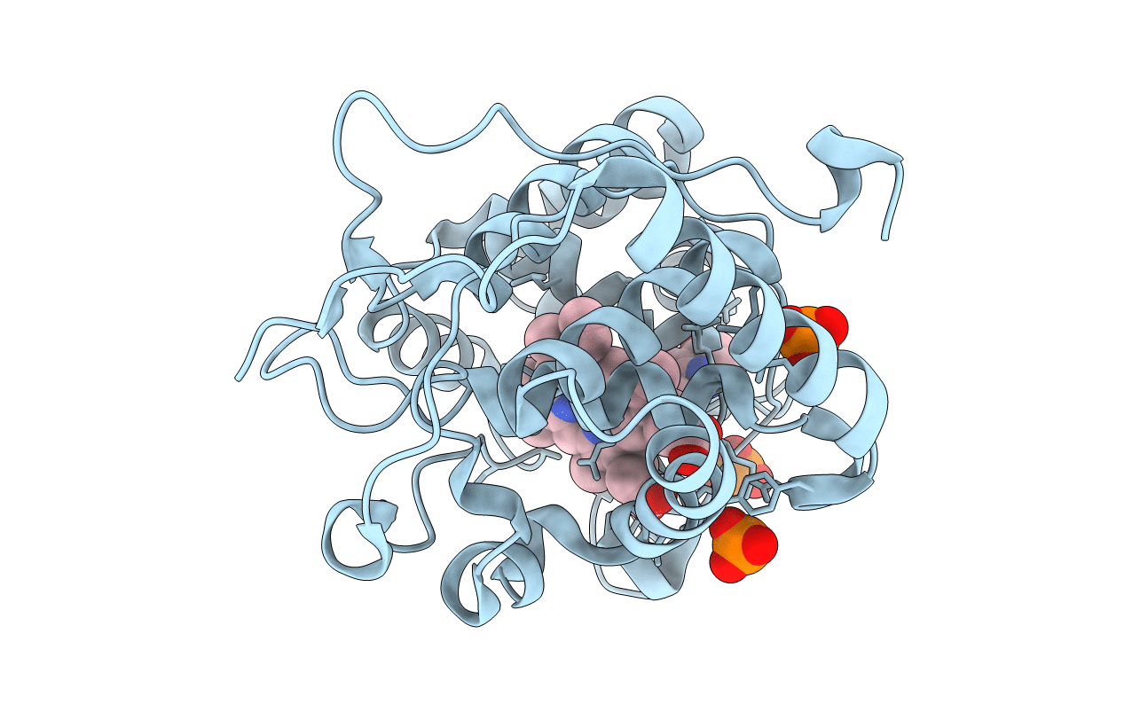 4NVN image