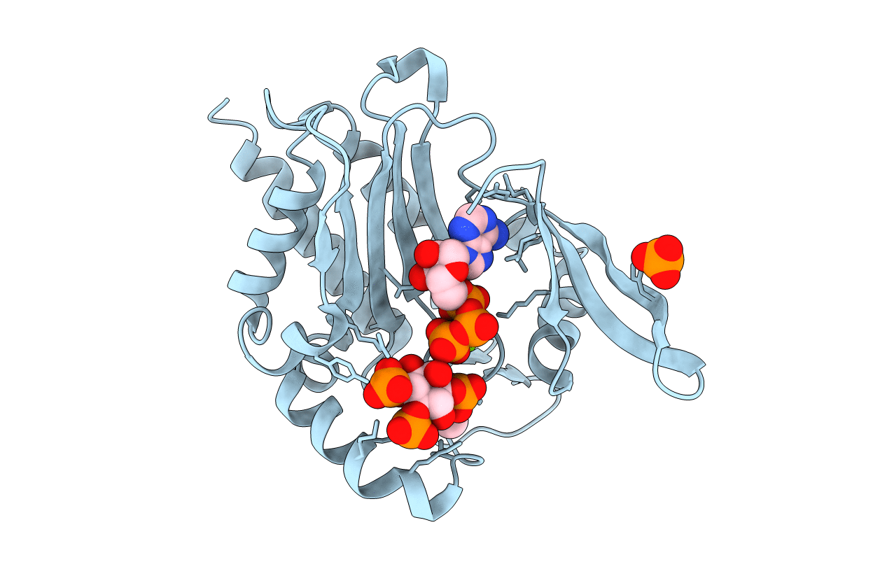4O4D image