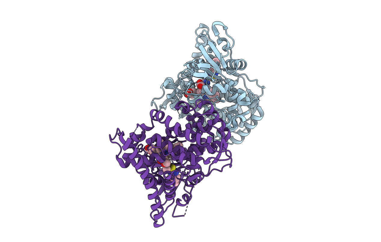 4O4P image