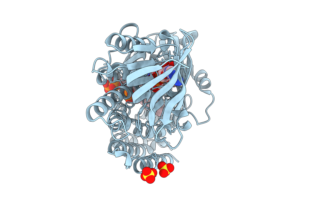 4OPG image