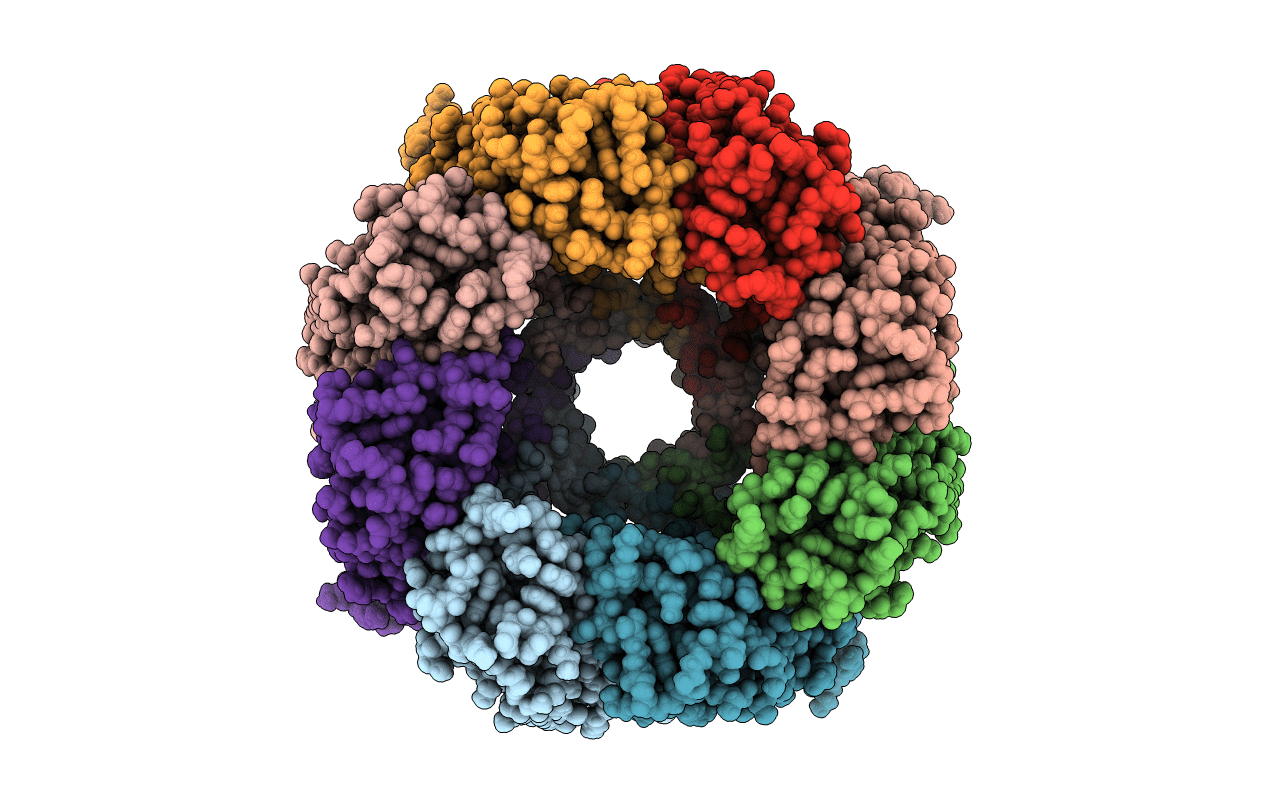4P1Y image