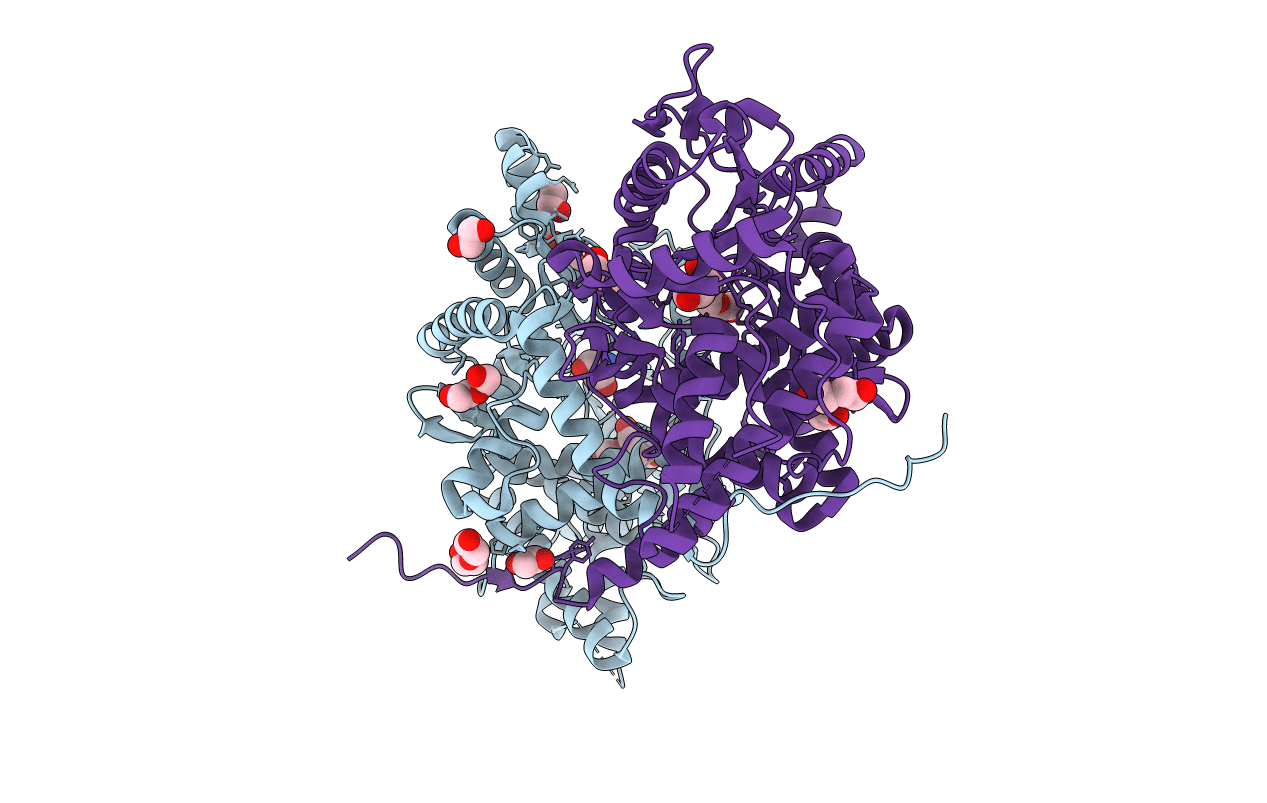 4P37 image
